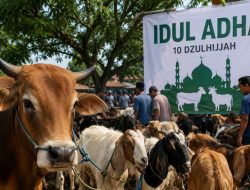 Jutaan Hewan Kurban dan Makna Pengorbanan yang Perlu Dirawat