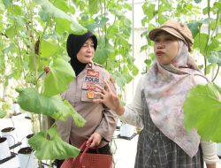 Smart Farming Tumbuh di Sumenep, Polisi Dukung Petani Milenial Kembangkan Melon Modern