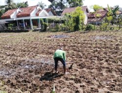 Petani Tembakau Sumenep Minta Perlindungan dan Dukungan Pemerintah