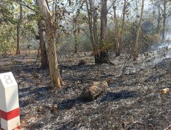 Hutan Sumenep Terbakar, Yayasan Lembah Hijau Nusantara Dorong Reboisasi untuk Pulihkan Ekosistem