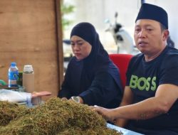 Haswal Group Mulai Serap Tembakau Petani Sumenep, Harga Bergantung Kualitas