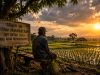 Sawah Kehilangan Pewaris