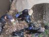Kolaborasi Pena Hijau dan Jenggala Bersihkan Sungai Plampang Paiton dari Tumpukan Sampah Popok