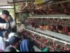 Balkondes Bonorejo Hadirkan Eduwisata Seru, Outing Class PP, KB dan TK Jadi Langkah Awal