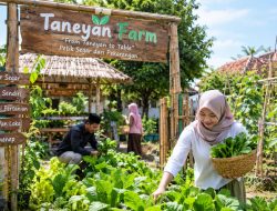 Taneyan Farm di Sumenep Hadirkan Konsep Petik Sayur Langsung dari Pekarangan